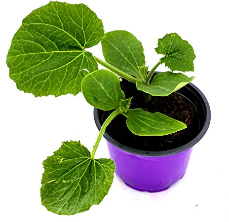 Balkon Zucchini CUCURBITA PEPO CONVAR. GIROMONTIINA Gemüse Pflanze 2stk.