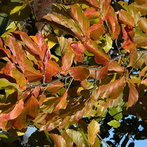 Eisenholzbaum 60-80cm - Parrotia persica - lebende Gartenpflanze aus den Baumschulen