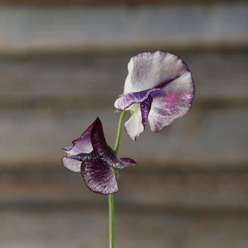 PREMIER SEEDS DIRECT - Sweet Pea Seeds - Nimbus (30 Seeds)