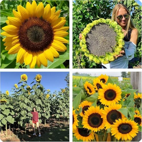 Semi di Girasole Gigante Helianthus Annuus, Fiori Giallo Oro, Piante Alte, Giant sunflower seeds