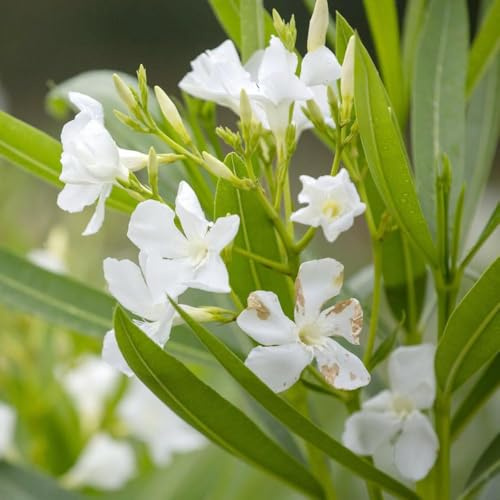 5 piezas semillas de adelfa - semillas de jardín, trepadoras resistentes, trepadoras, perennes resistentes, balcón para el invierno