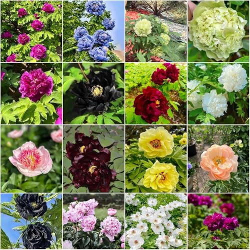 peonie resistenti - bulbi da balcone bulbi da giardino interni per gli amanti del giardino esterno acquistare letto elevato esotico - rare 1pcs