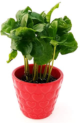 POWERS TO FLOWERS - PIANTA DEL CAFFE MINI, COFFEA ARABICA, in vaso ceramica, pianta vera