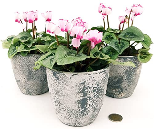 POWERS TO FLOWERS - CICLAMINO PROFUMATO DI MONTAGNA, 3 PIANTE IN VASO CERAMICA RUSTICO, vaso 11cm, piante vere