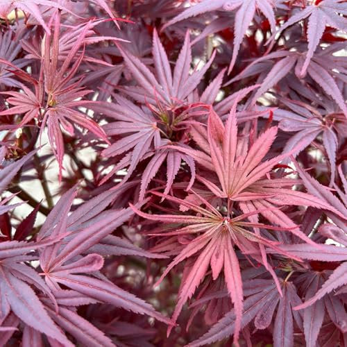 Japanischer Zwergahorn 'Shaina', palmatum, im 19 cm Topf