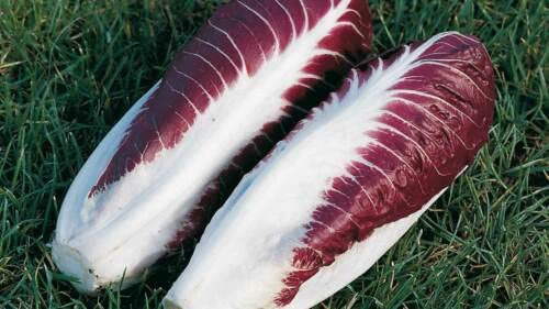 200 graines Chicorée rouge de Trévise (Cichor ium intybus) W60 GRAINES DE RADICCHIO SEMI