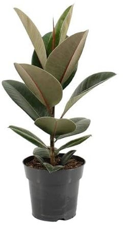 Gummibaum Ficus Elastica Robusta – Ø17cm – 55cm – Pflegeleichte Zimmerpflanze mit großen, glänzenden Blättern – Luftreinigende Grünpflanze für Wohnzimmer, Büro & Wintergarten