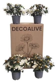 Azalea Blanca |Pack 4 Unidades |DECOALIVE | Azaleas con Flores Blancas