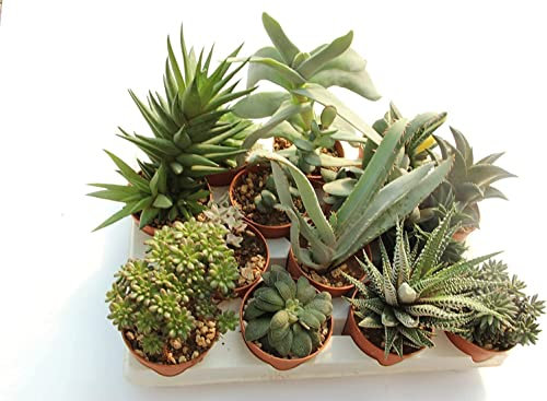 3 Piante Grasse MADE IN ITALY Terre di Romagna