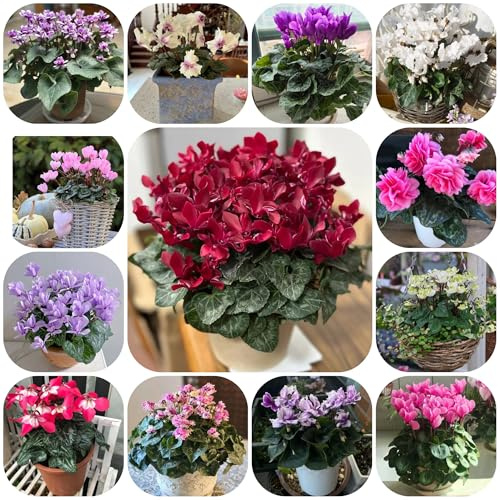 ciclamino - semi di da semi di ciclamino decorazione floreale organica per arredamento per soggiorno con letto rialzato tappezzanti, 650semi