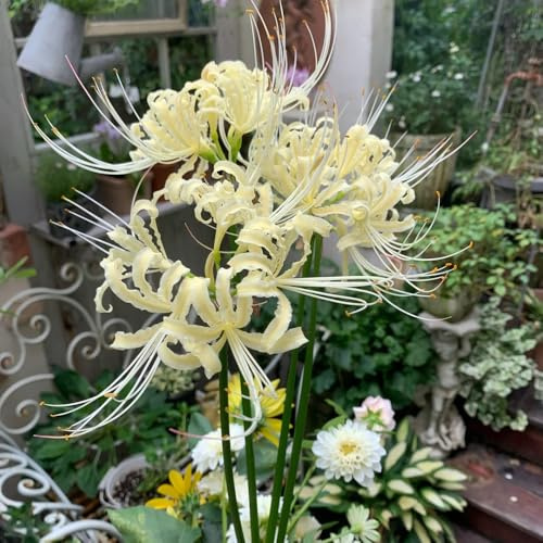 2bulbi di giglio ragno - Lycoris radiata - primaverili cipolla di sangue to perenne, interno primaverile