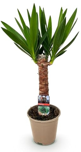 Palmlilie Yucca Elephantipes – 55cm – 14cm – Pflegeleichte Palmlilie mit langen, schmalen Blättern – Robuste, luftreinigende Zimmerpflanze für moderne Wohnräume