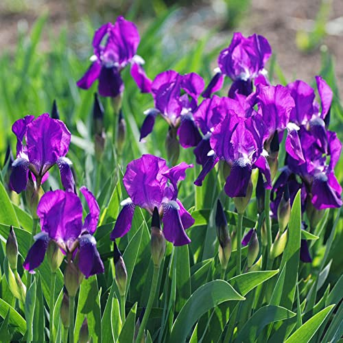 Bulbos de iris - cubre el suelo jardín decorativas exóticas 8pcs