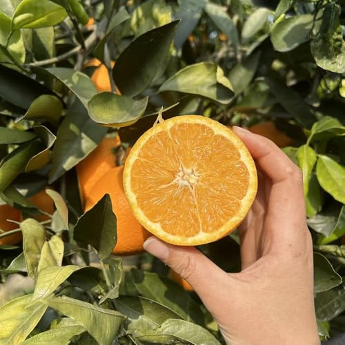 orangenbaum kaufen - kaufen zitrus balkon bio winterharte für frisches hochbeet bio alte sorten 250samen