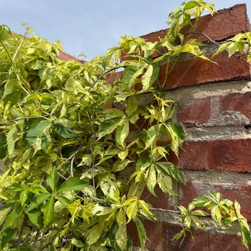 semi resistenti di vite selvatica, esterno resistenti Parthenocissus tricuspidata, rampicanti per aiuole rialzate regali per giardinieri luoghi soleggiati 500pcs