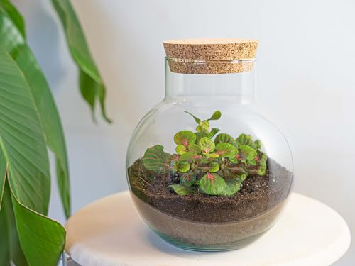 urbanjngl - Noah Pflanzen Terrarium DIY Kit - Ø 18,5 cm, Höhe 19 cm - Selbstregulierendes Ökosystem für Pflanzen, ideal für Zuhause und Büro