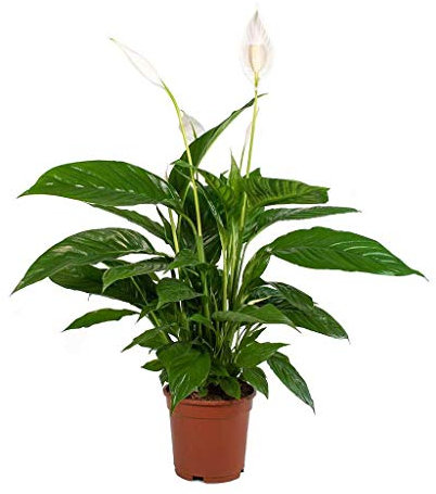 DECOALIVE Spathiphyllum Planta de Interior Natural Altura 40cm Lirio de la Paz Espatifilo Planta con Flor Blanca