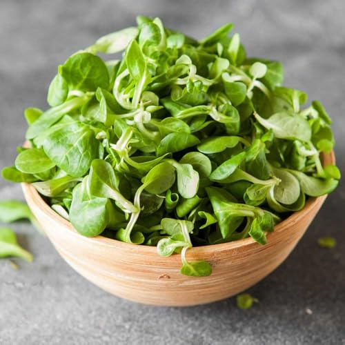 Semi di valeriana, regali per gli amanti del giardino giardino vecchie varietà esotiche semi da invernali 800pcs