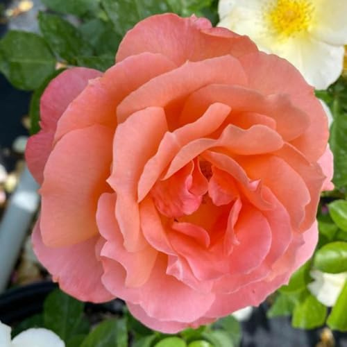 YouGarden Harkness Roses Daniel's Rose, Established Potted Rose in 4 Litre Pot, Ready to Plant Fragrant Roses for Pots, Beds or Borders, Floribunda Flowers from Summer to Autumn