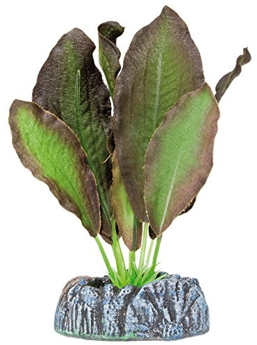 Ocean Free Aquatic Plants AP1107 Planta de Seda Echinodorus para Acuario, 11 Cm