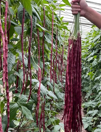 Semence de haricots chinois (lot de 45), sans OGM, pour le jardinage en extérieur, à la maison, sur des treillis et poteaux