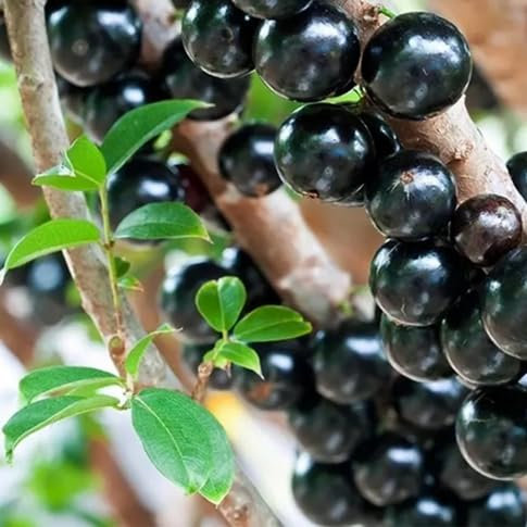 60 graines de fruits de jabuticaba