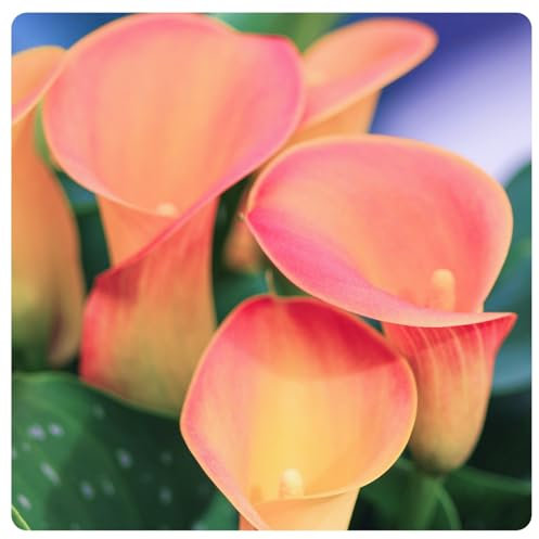 Calla Lily Bulbs Mix Golden Jade Carving Feels Beautiful Now Mixed Garden Crop for Planting Now UK Strong Plants That Grow Well