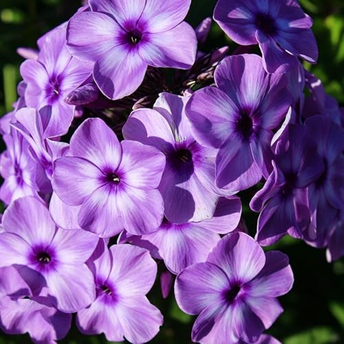 Phlox de alfombra - flox subulata decorativa semillas de silvestres balcón jardín interior decoración jardín 1500pcs