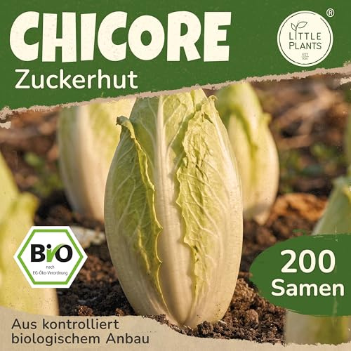 Little Plants BIO Chicoree Samen 200 Chicoreesamen Zuckerhut Zichorie Gemüsesamen Gemüsesaatgut Samenfest für Gemüsegarten, Hochbeet, Küche, Balkon und Garten
