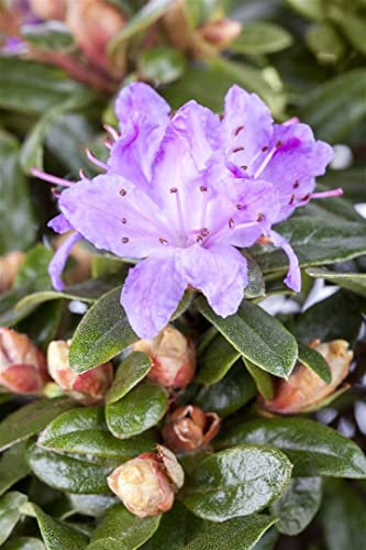 Rhododendron impeditum 'Blue Tit' 40-50 cm - Zwerg-Rhododendron, blaue Blüten, Blütezeit April-Mai, ideal für Steingärten, winterhart und pflegeleicht