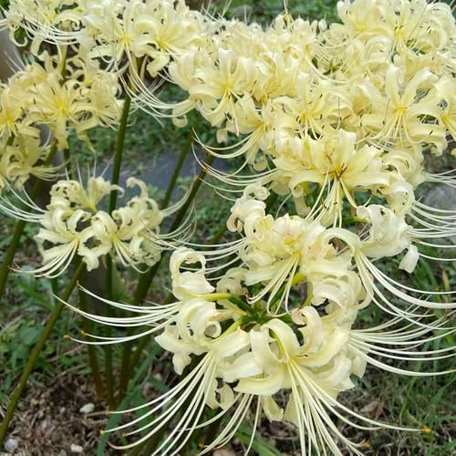 giglio ragno, gigli ragno, lycoris - giardino decorazione balcone rizoma giglio, Lycoris radiata decorazioni giardino per esterni resistenti in vaso bonsai 10bulbi