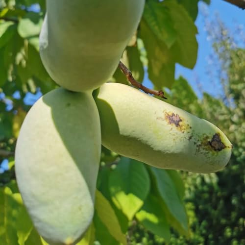 Semillas de plátano indio, semillas de papaya, Asimina triloba, fresca orgánicas Los enanos son resistentes balcon 5pcs