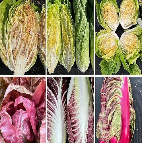 100Pcs Mixed Radicchio Vegetable Seeds