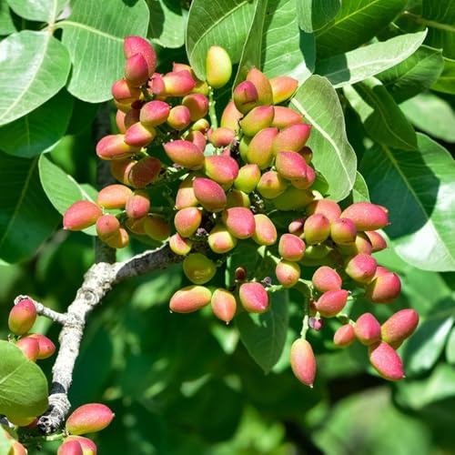 semi di pistacchio - appartamento resistenti esterno aiuole rialzate giardino 6pcs