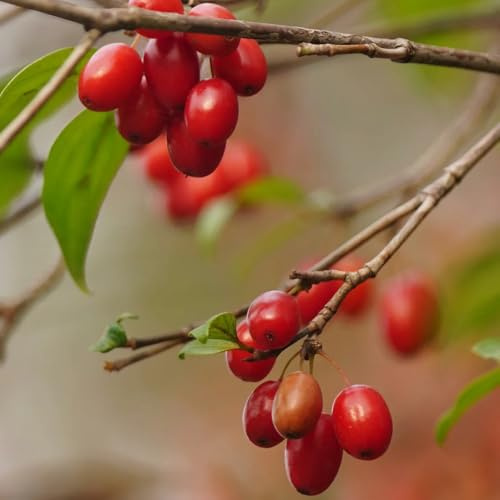 Semillas de cerezo cornalina, Cornus officinalis, arbustos resistentes jardín variedades antiguas 200pcs