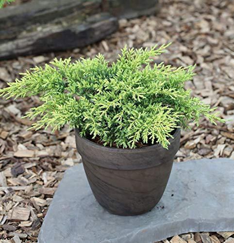 Goldener Strauchwacholder Gold Star 30-40cm - Juniperus media - lebende Gartenpflanze aus den Baumschulen