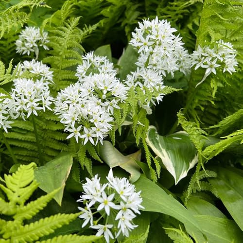 semi di aglio orsino biologico - resistenti balcone rare 500pcs