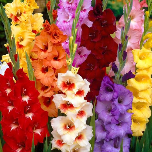 Bulbes de glaïeuls - Assortiment de fleurs de jardin de type lys des épées (paquet de 40 bulbes)