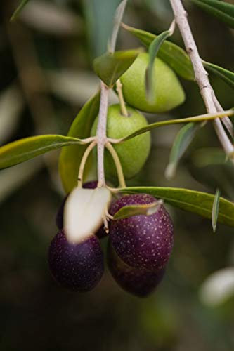 Pianta di Ulivo Albero di Olivo varietà Carolea Età 2 anni Pianta da esterno di Ulivo o Olea Europea Pianta vera da mangiare di Ulivo o Olivo venduta da eGarden.store