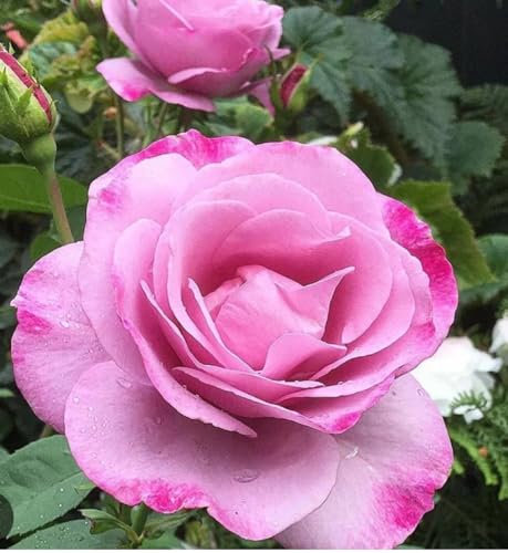 'Moody Blue' (Bush Rose) - Strongly perfumed-Lilac Blooms, Large Soft Mauve Coloured Flowers in a 5 Litre Pot.