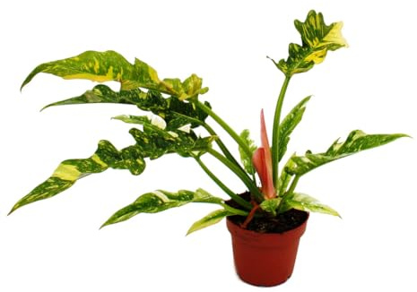 Exotenherz Philodendron « Ring of Fire » – Ami d'arbre inhabituel – Pot de 12 cm