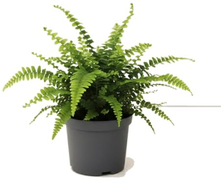 Planta Viva Nephrolepis Exaltata Helecho de Boston DECOALIVE 12 cm Maceta 25 cm Decorativa y Frondosa