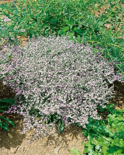 Goniolimon tataricum 9x9 cm Topf – Winterhart, Mehrjährig, Pflegeleicht – Tatarischer Strandflieder – Staude für Steingarten & Trockenblumen