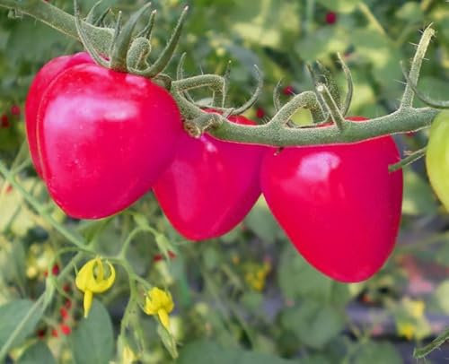 1 Pack of 80 SEEEDS Pink Tomato Oxheart