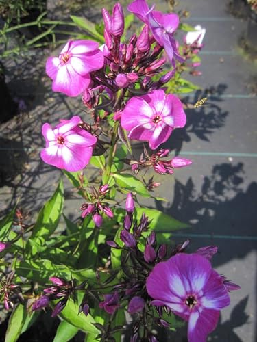 Hoher Sommer Phlox Laura - Phlox paniculata - Flammenblume Verpackungseinheit 1
