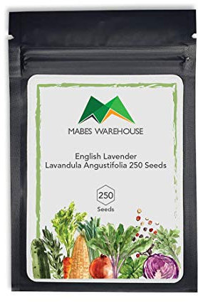 Inglese Lavanda Lavandula angustifolia 250 semi