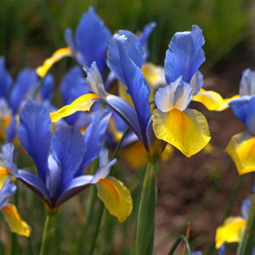10 Blue Magic Dutch Iris Bulb Corm Nice Beautiful Spring Summer Flower Perennial