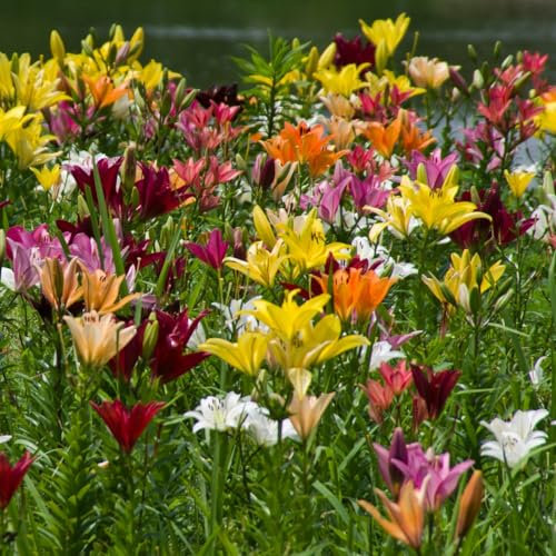 Lily Giant Oriental Collection - Impressive Height, Colossal Blooms, Seductive Fragrance - Three Stunning Varieties for an Architectural Garden Focal Point! - 5X Bulbs, 5X Seeds by Thompson & Morgan