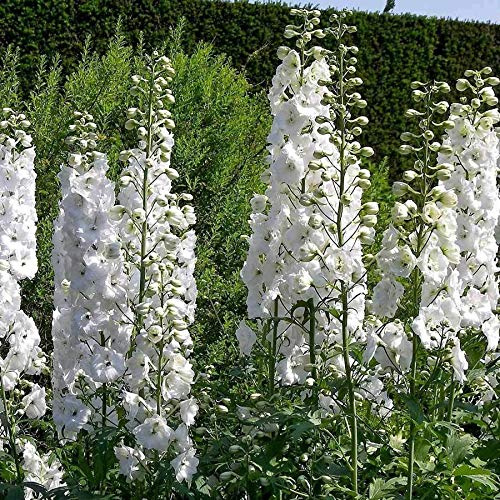 Buy4seeds Delphinium Pacific Giant Gallahad 80 Finest Seeds Perennial Flower Simple to Grow