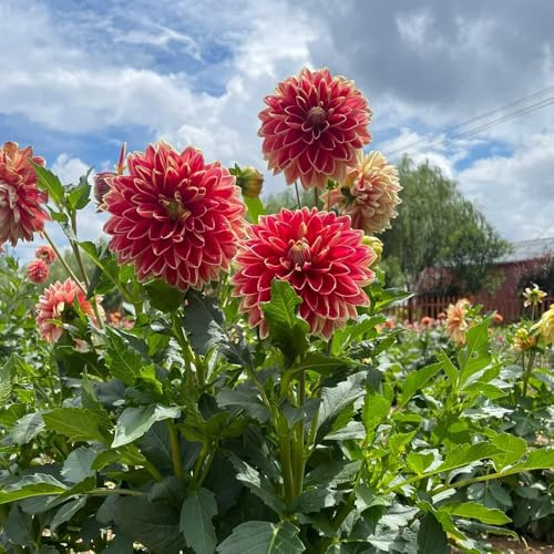 tuberi di dalia resistenti, per giardino tappezzante roccioso esterno 1pcs